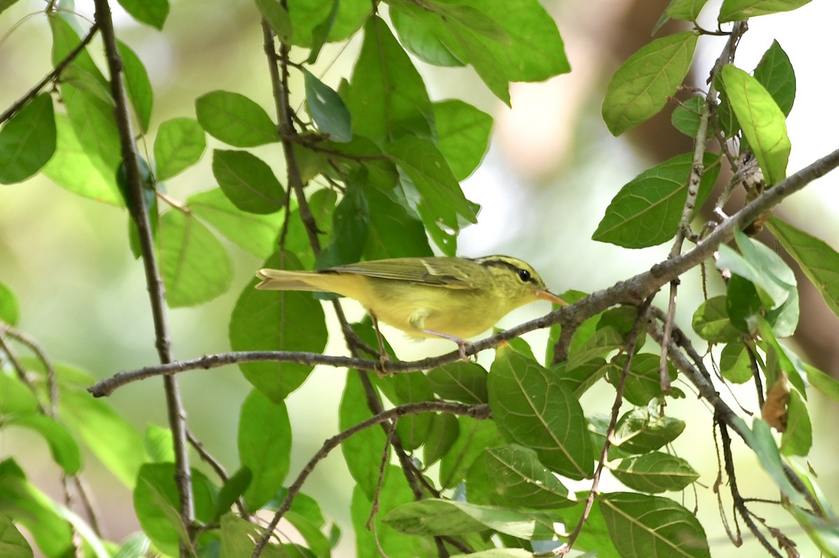 Sulphur-breasted Warbler - ML625474418