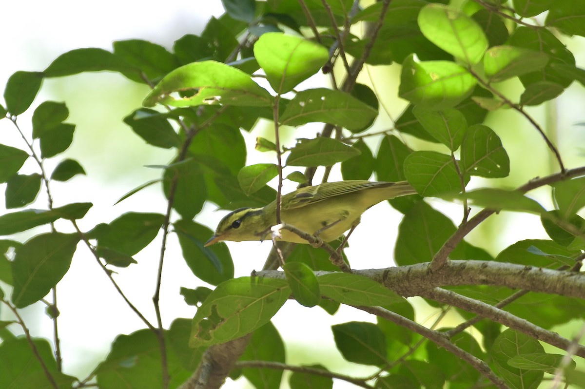 Sulphur-breasted Warbler - ML625474423