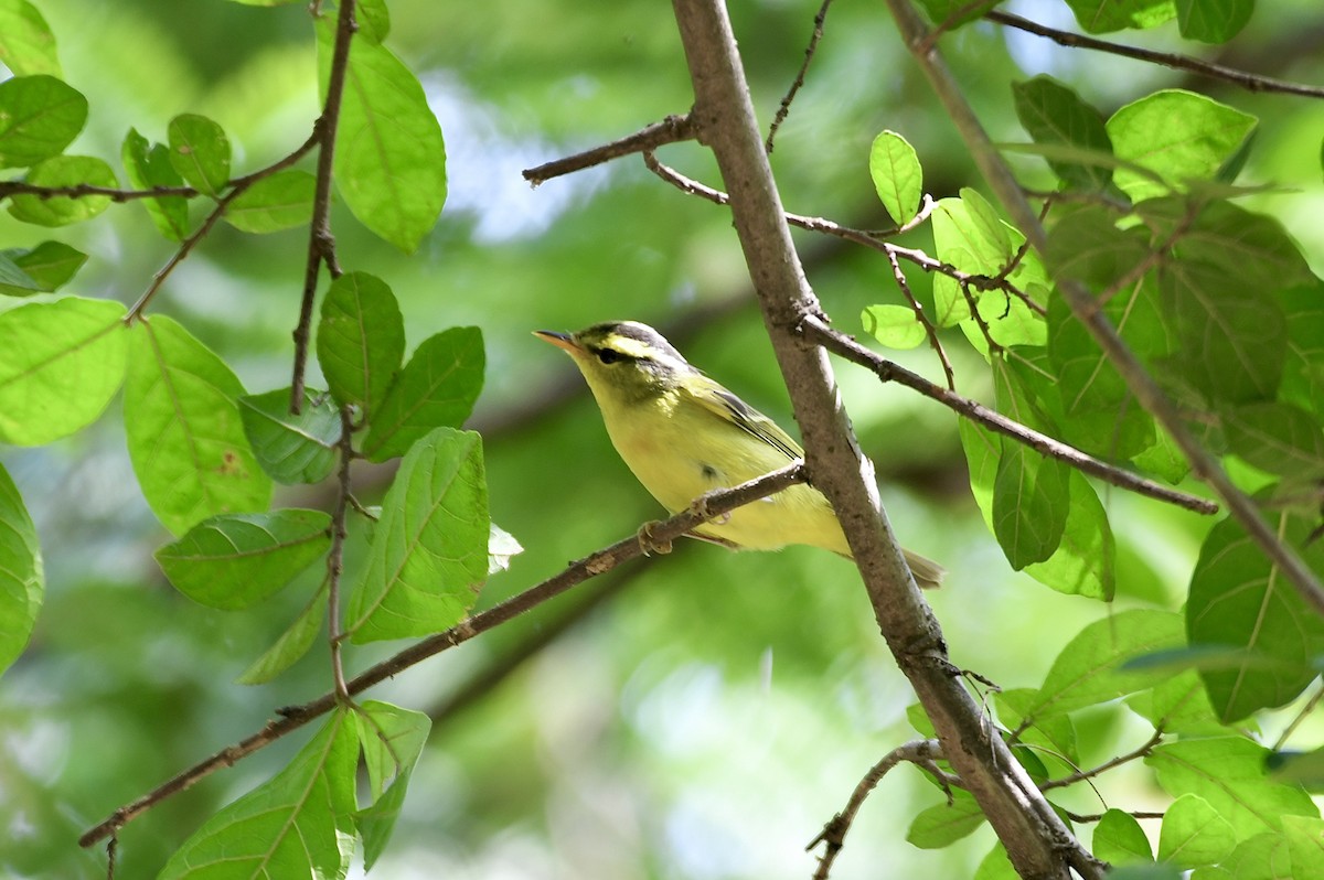 Sulphur-breasted Warbler - ML625474425