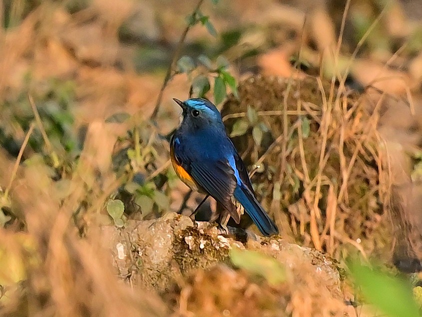 Himalayan Bluetail - ML625474551