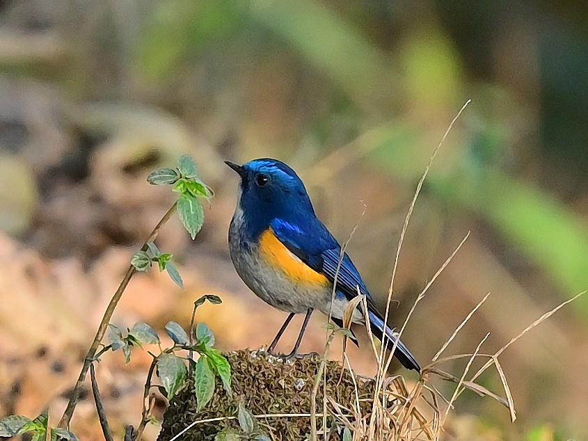 Himalayan Bluetail - ML625474552