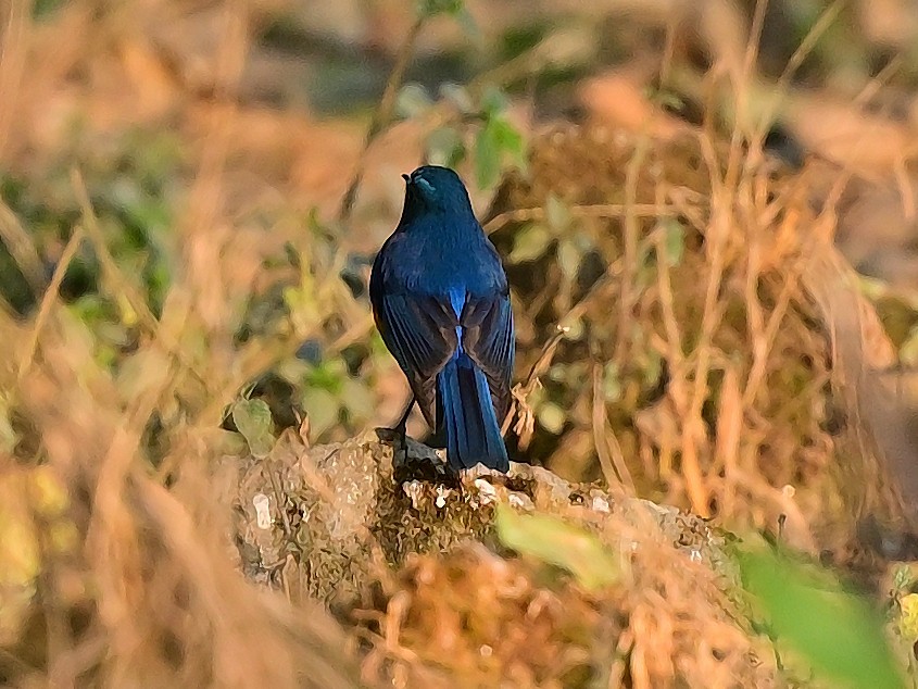 Himalayan Bluetail - ML625474553