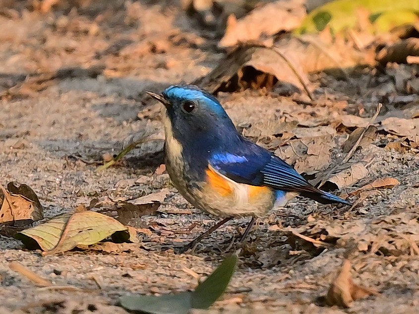 Himalayan Bluetail - ML625474554