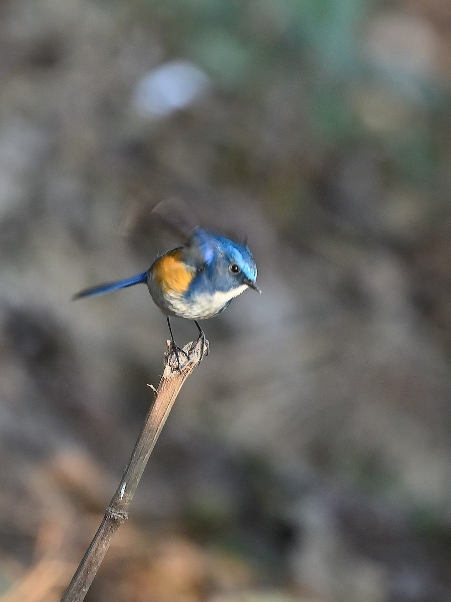 Himalayan Bluetail - ML625474555