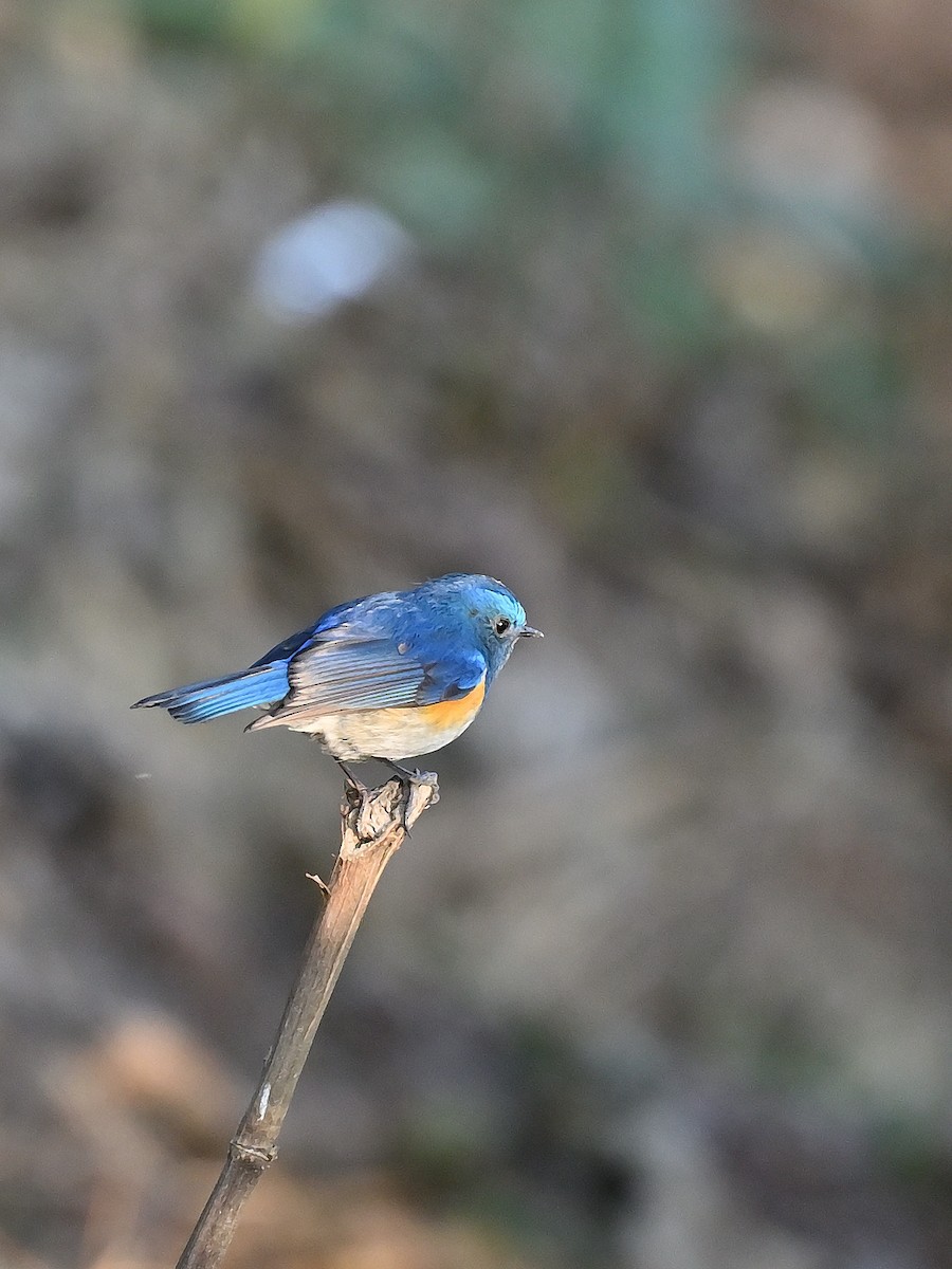 Himalayan Bluetail - ML625474557