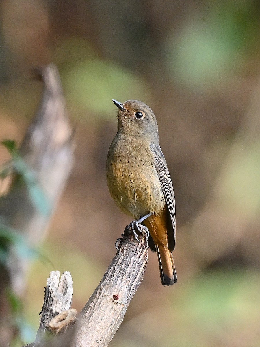 Himalayan Bluetail - ML625474558