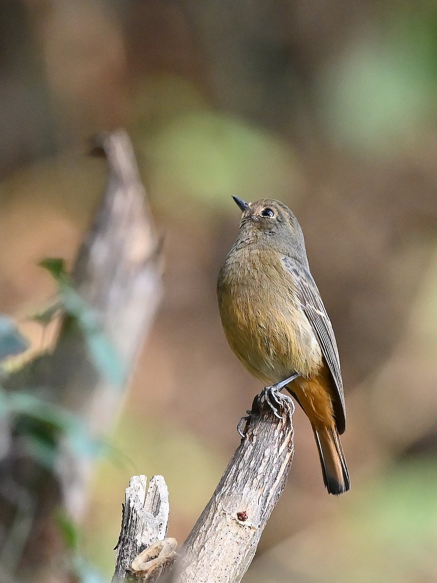 Himalayan Bluetail - ML625474559
