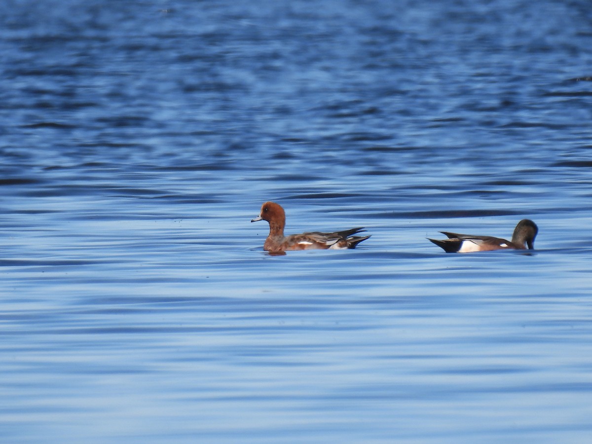 Eurasian Wigeon - ML625474659