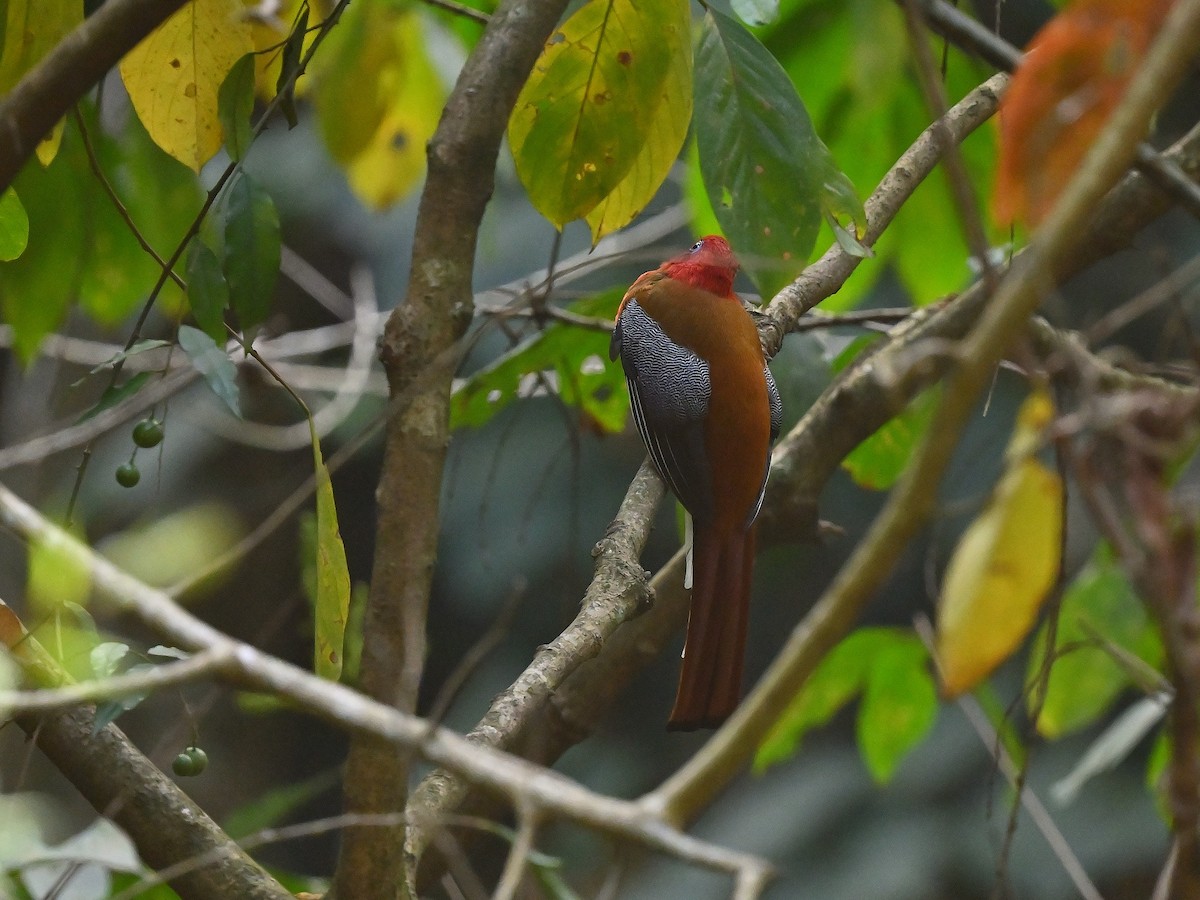 Red-headed Trogon - ML625474662