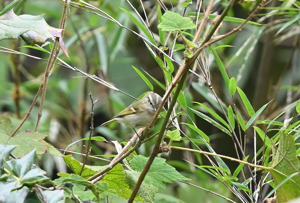 Hume's Warbler - ML625474835