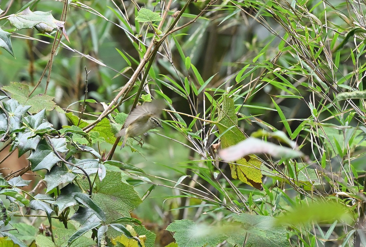 Hume's Warbler - ML625474836