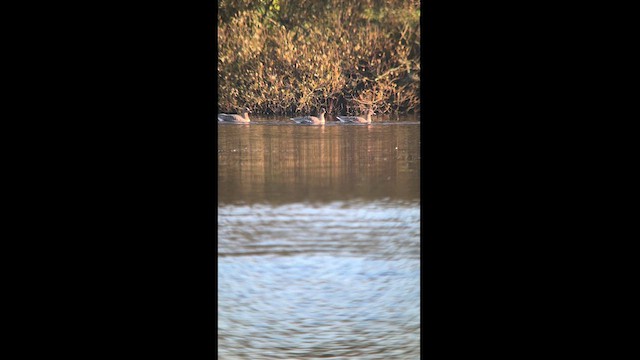 Pink-footed Goose - ML625474862