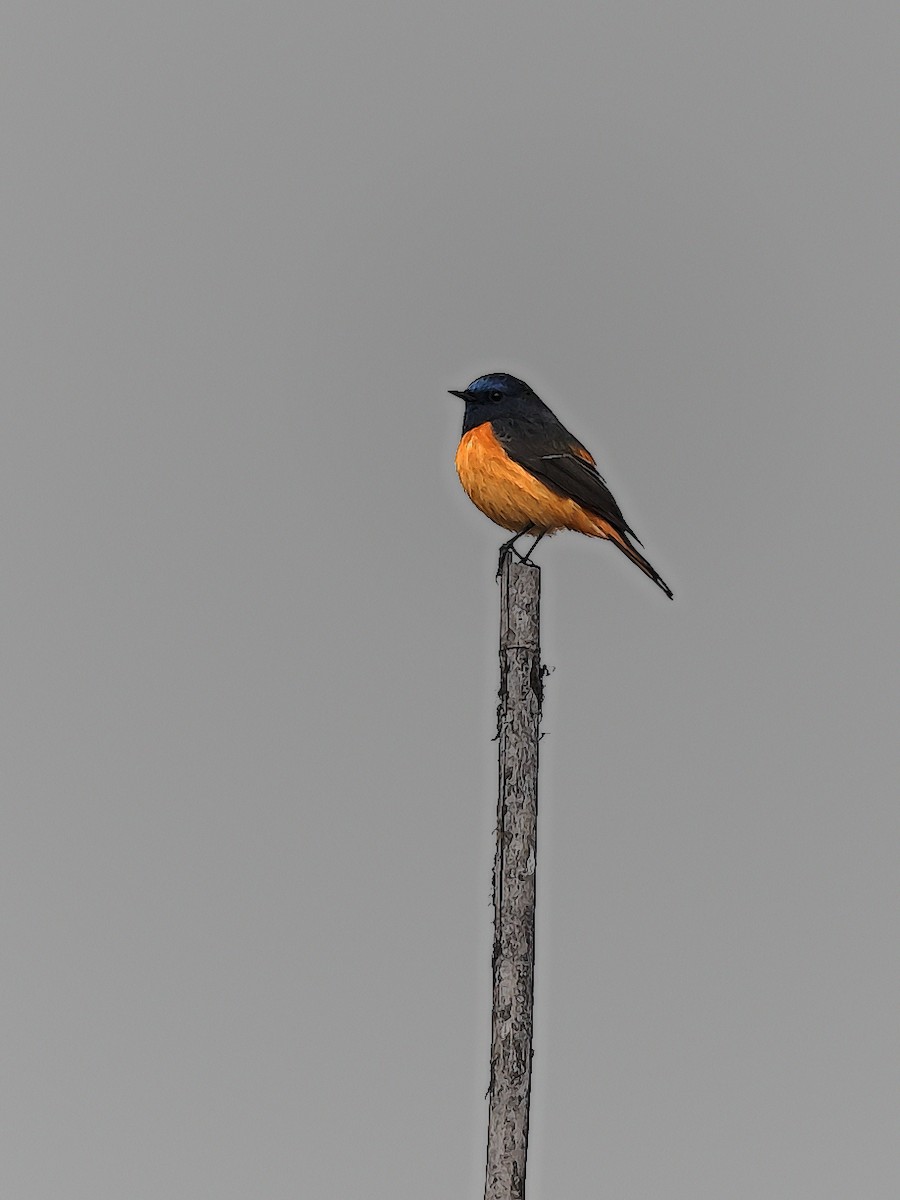 Blue-fronted Redstart - ML625475079