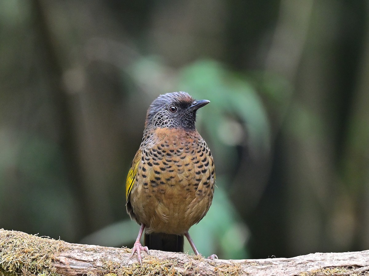 Chestnut-crowned Laughingthrush - ML625475087