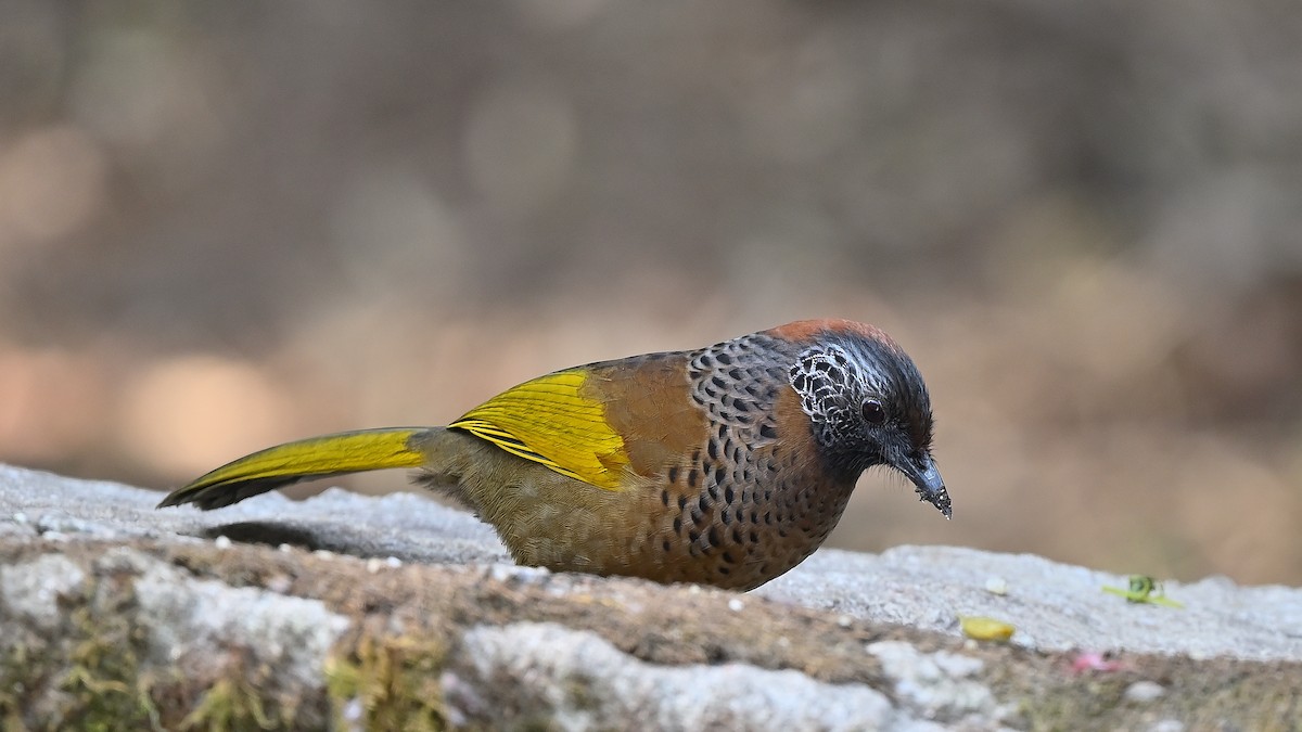 Chestnut-crowned Laughingthrush - ML625475123