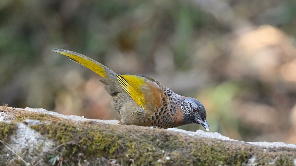 Chestnut-crowned Laughingthrush - ML625475124