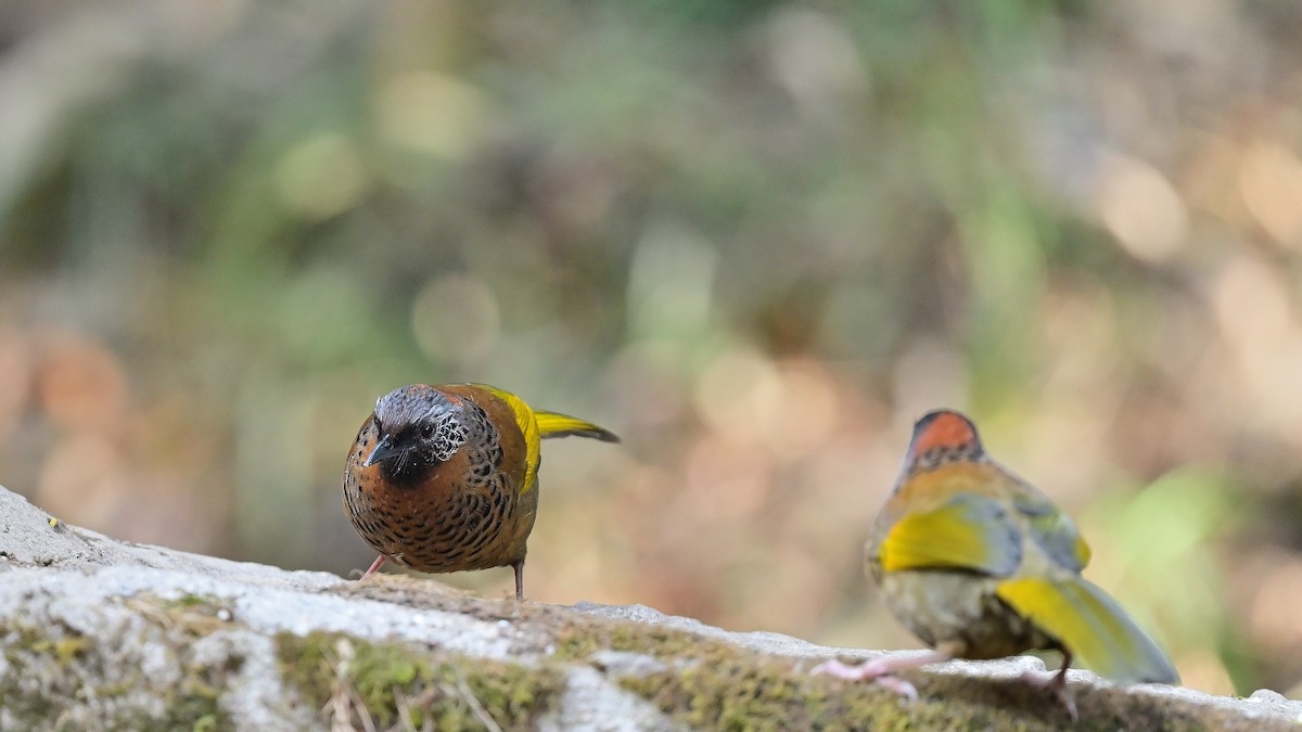 Chestnut-crowned Laughingthrush - ML625475125