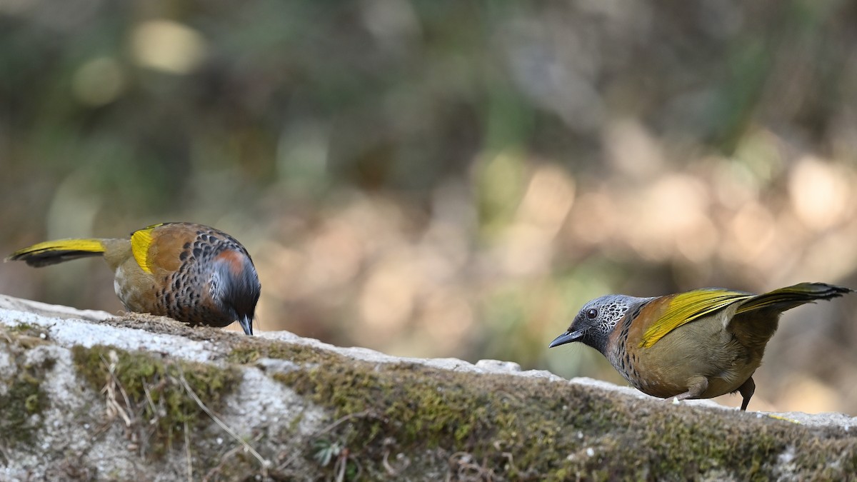 Chestnut-crowned Laughingthrush - ML625475126