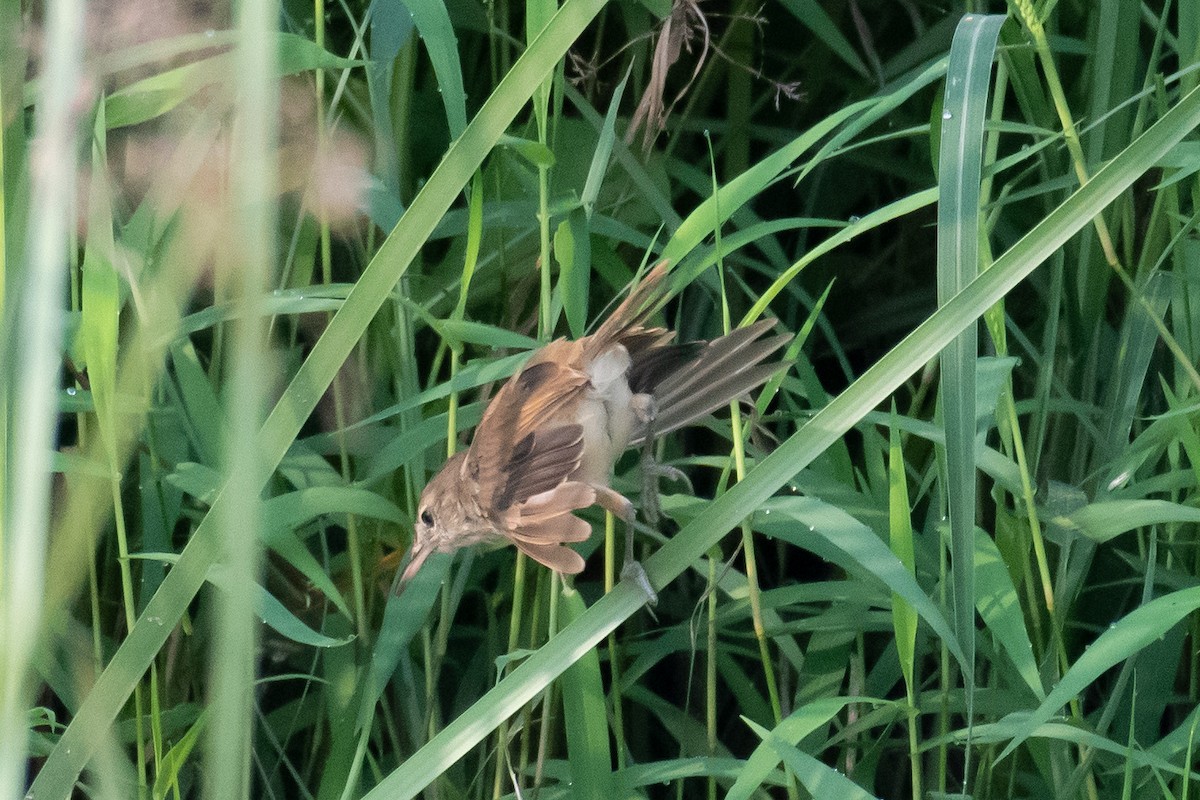 Clamorous Reed Warbler - ML625475167