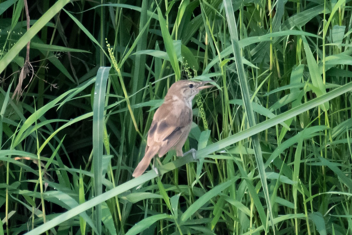 Clamorous Reed Warbler - ML625475168