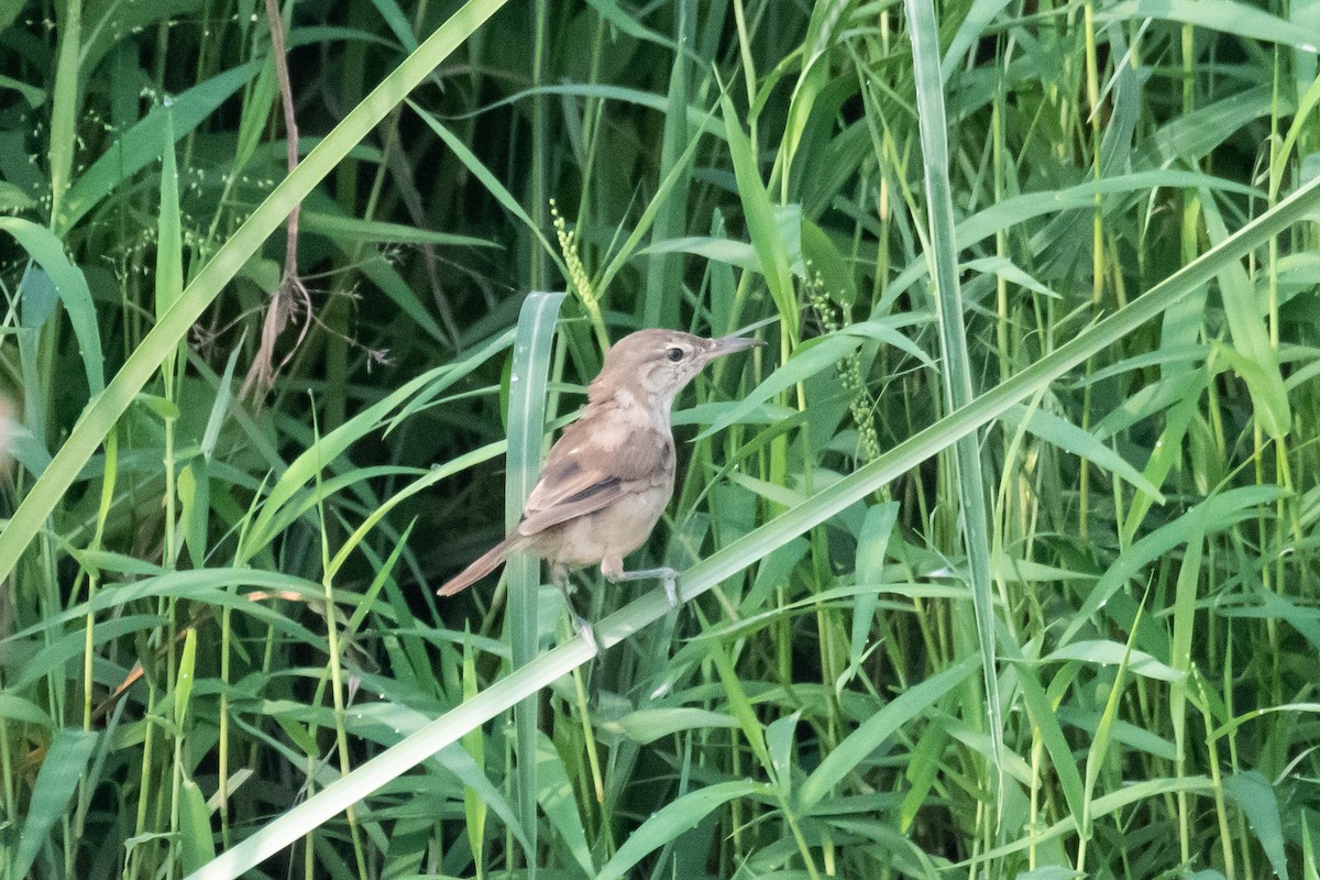 Clamorous Reed Warbler - ML625475169