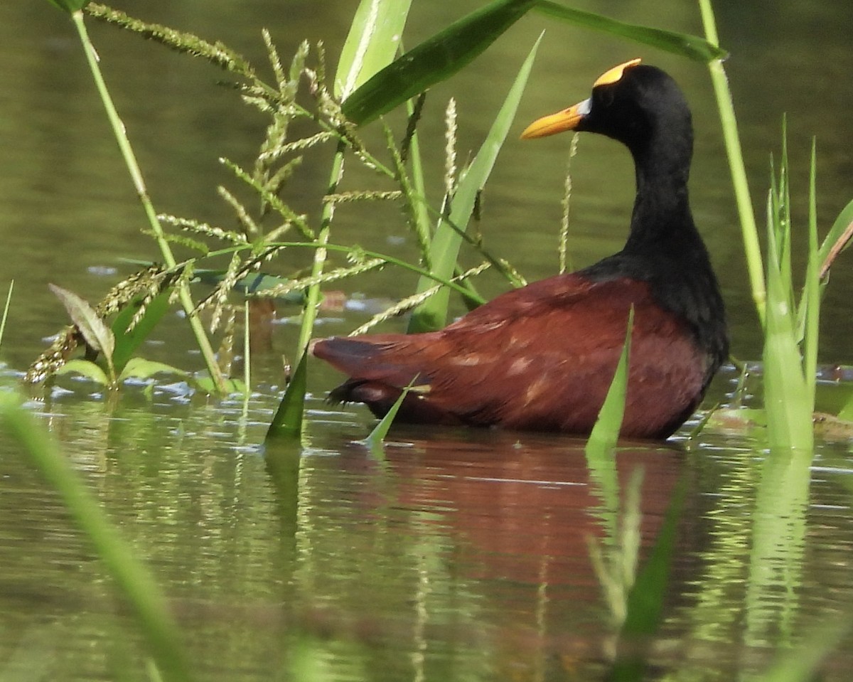 Northern Jacana - ML625475262