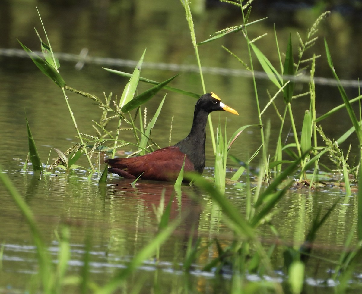 Northern Jacana - ML625475263