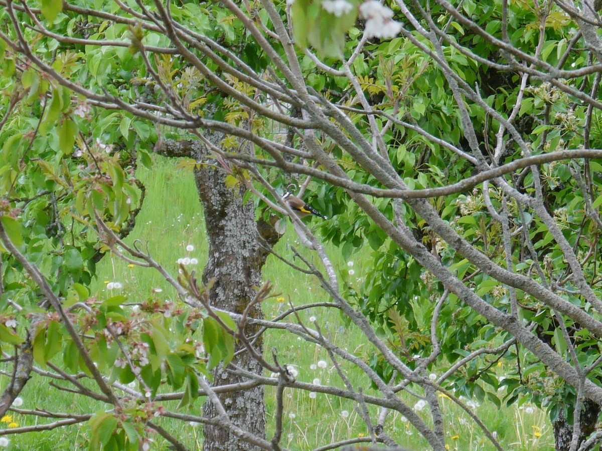 European Goldfinch - ML625475294