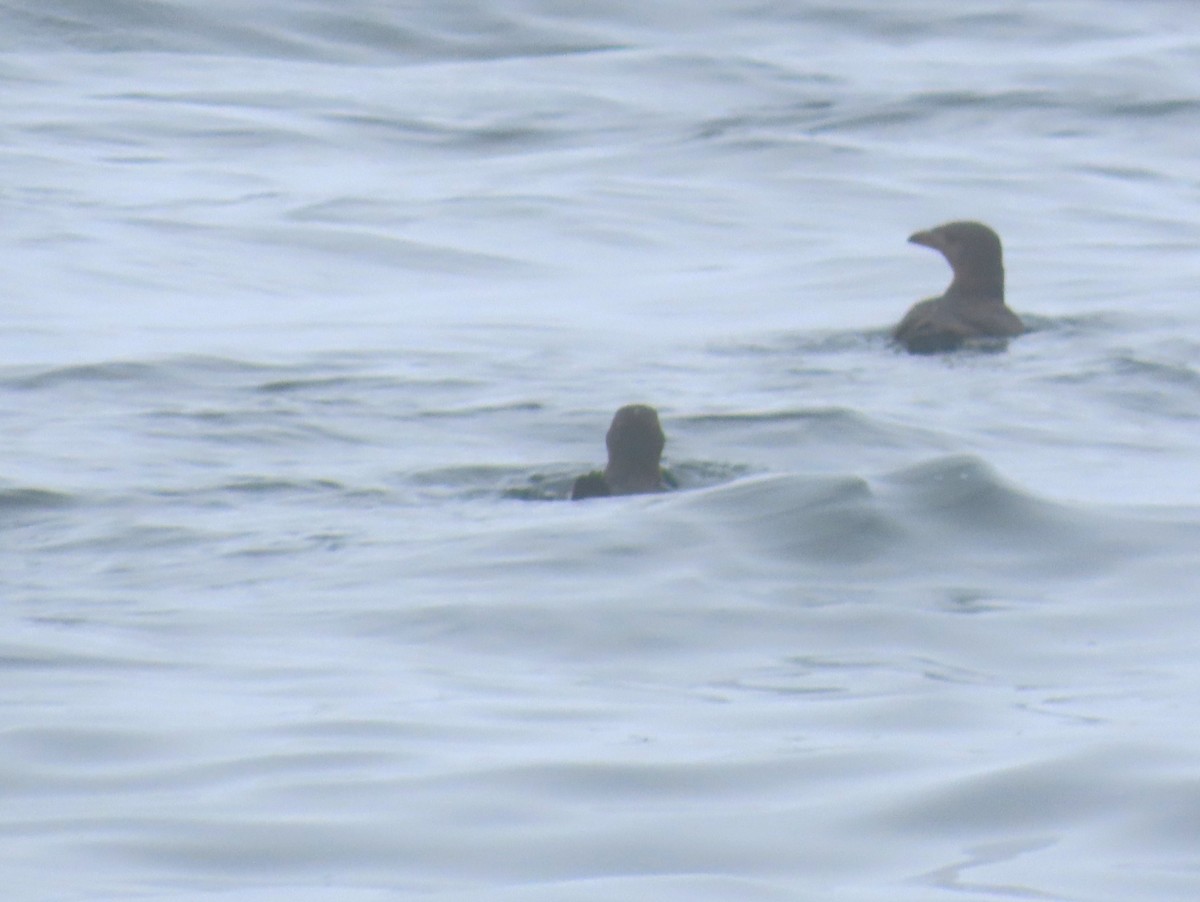 Rhinoceros Auklet - ML625475325