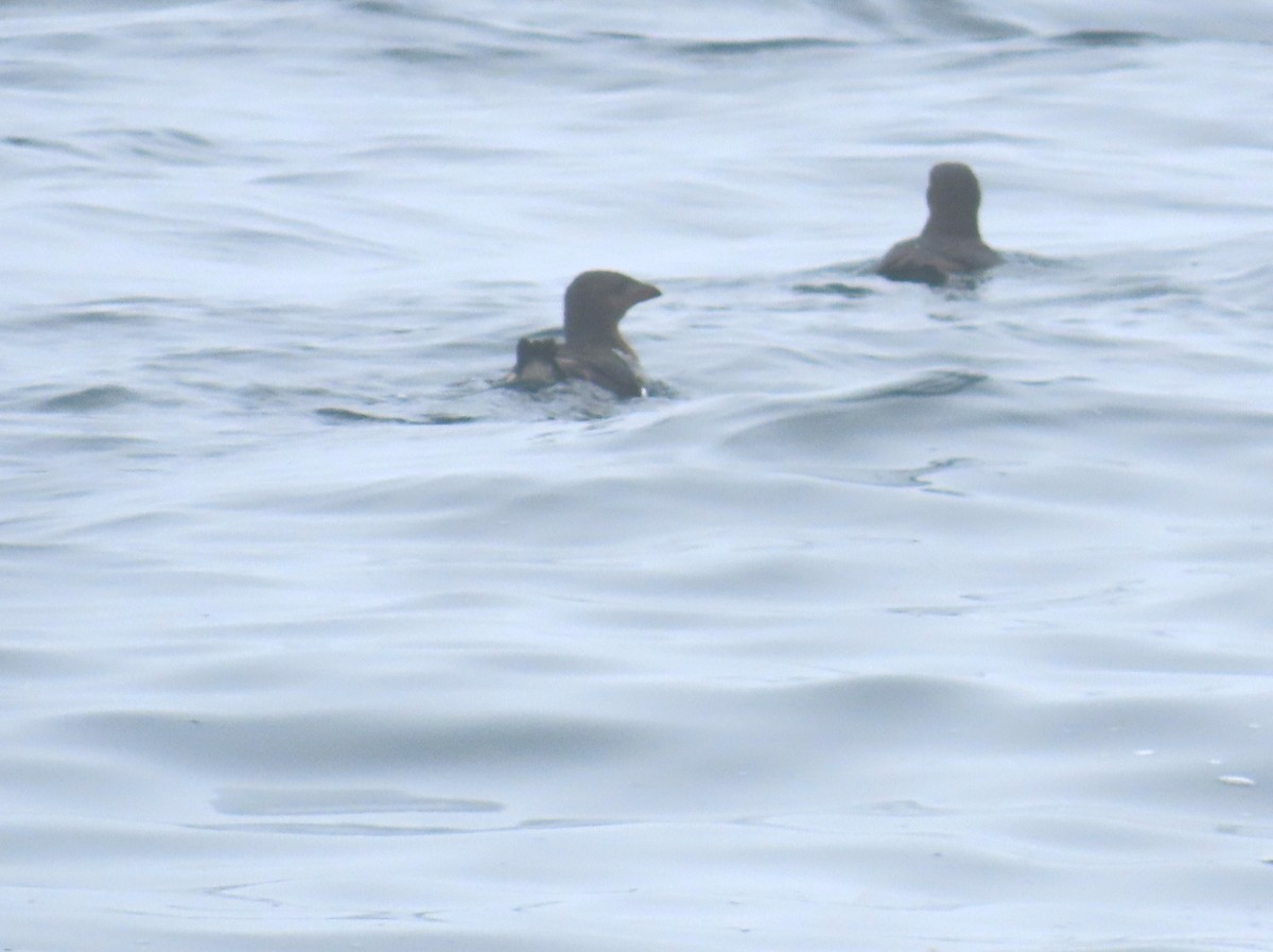 Rhinoceros Auklet - ML625475326