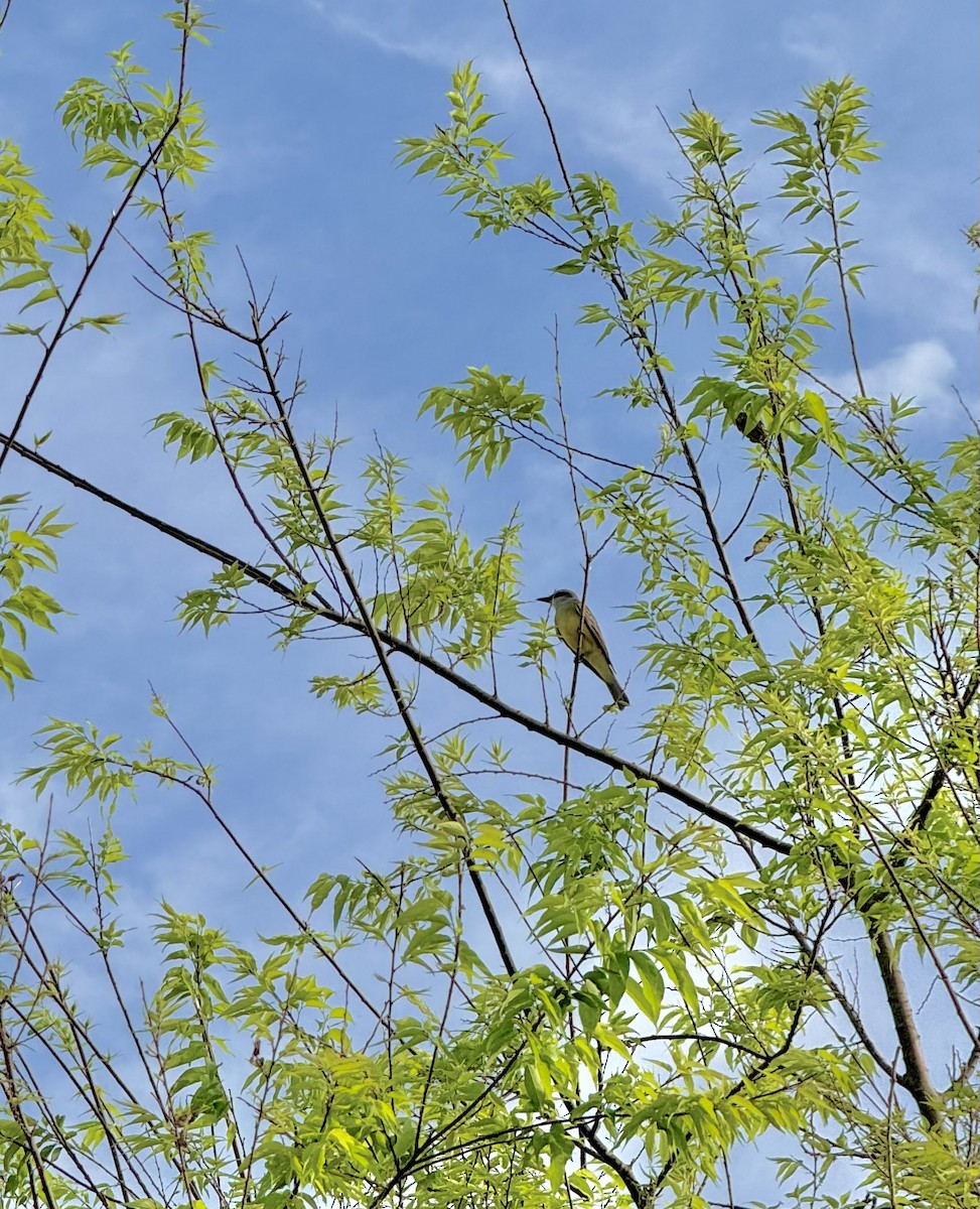 Tropical Kingbird - ML625475464