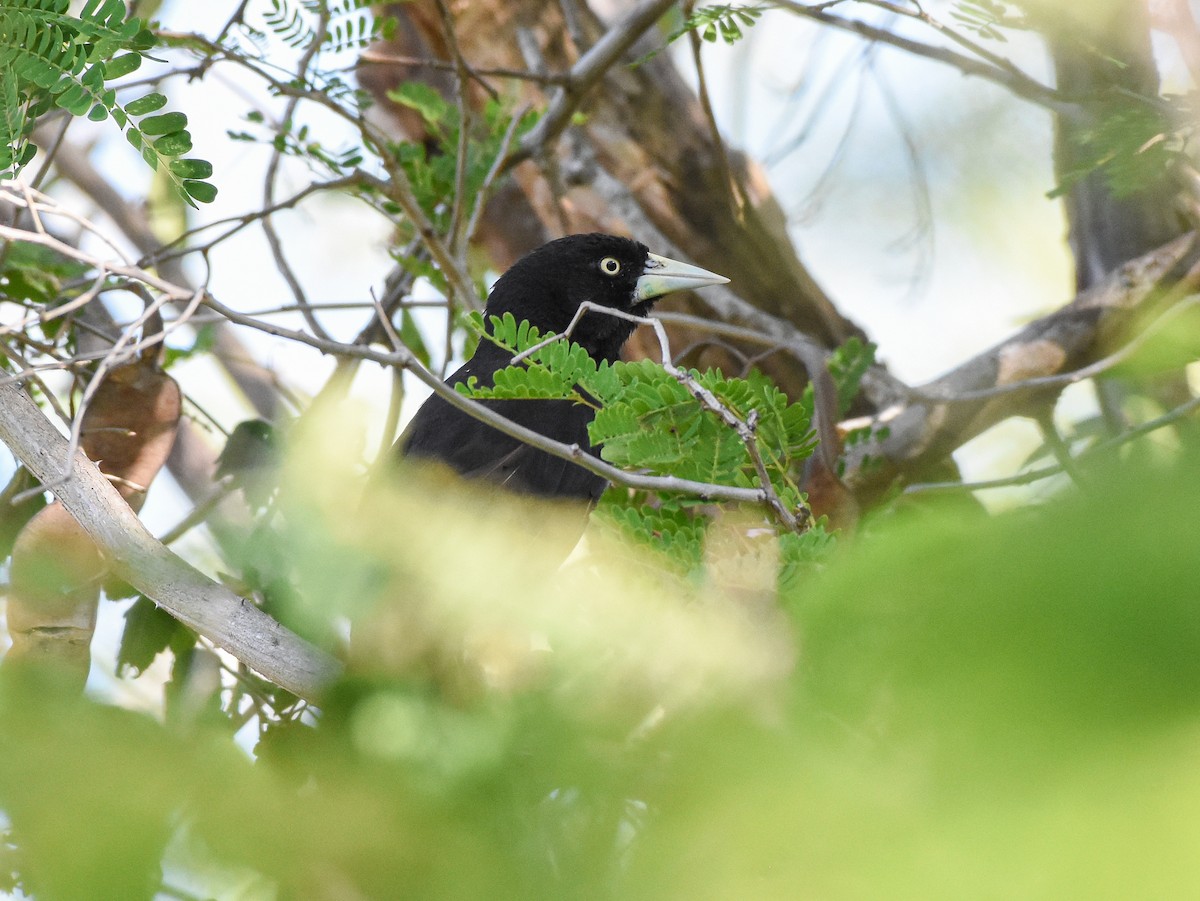 Yellow-billed Cacique - ML625475480