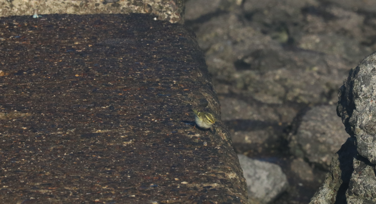 עלווית מלכילונית - ML625475664