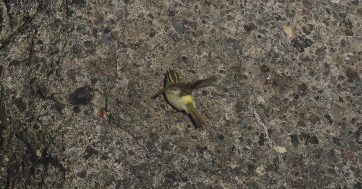 עלווית מלכילונית - ML625475665