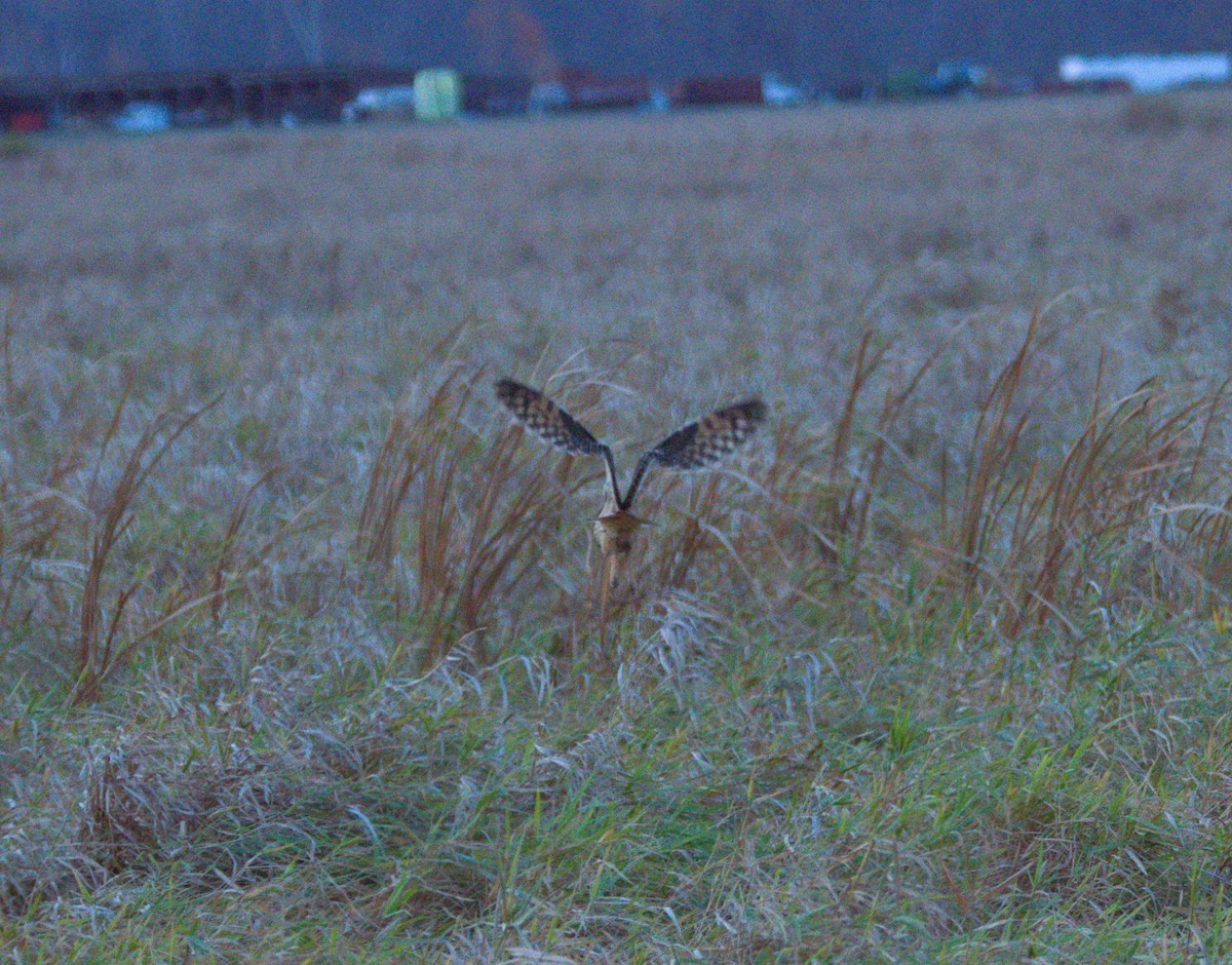 Short-eared Owl - Mike Ellery