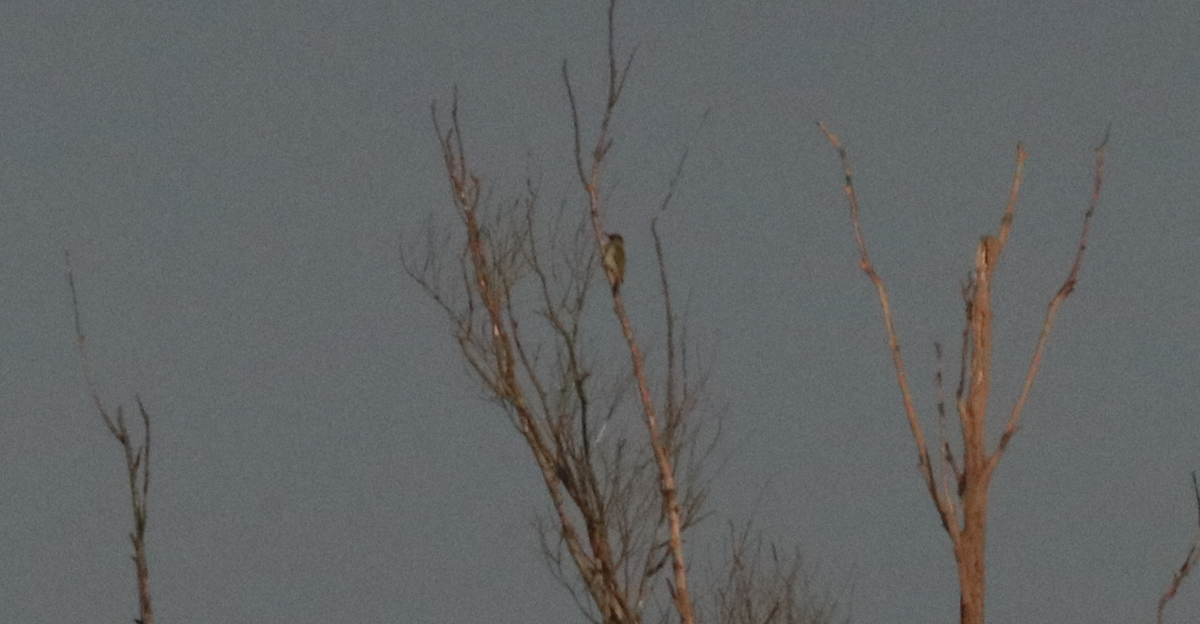 נקר ירוק - ML625475692