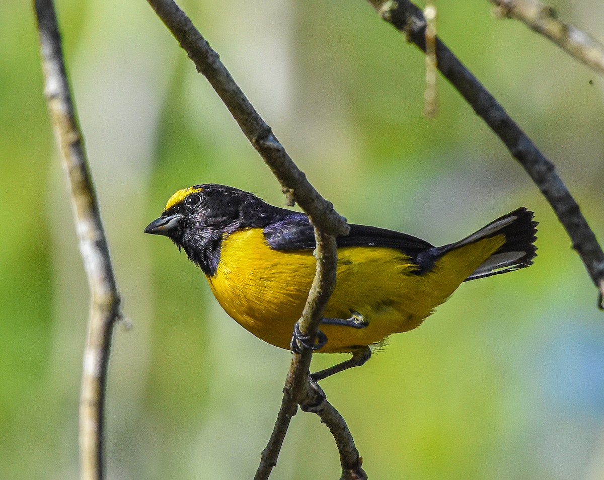 Scrub Euphonia - ML625475705