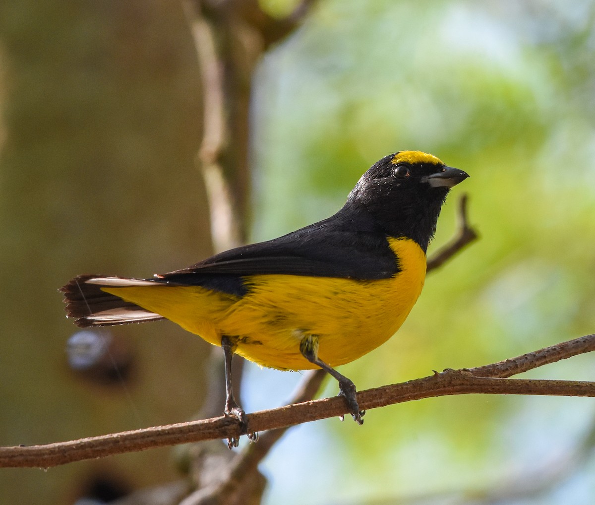 Scrub Euphonia - ML625475710