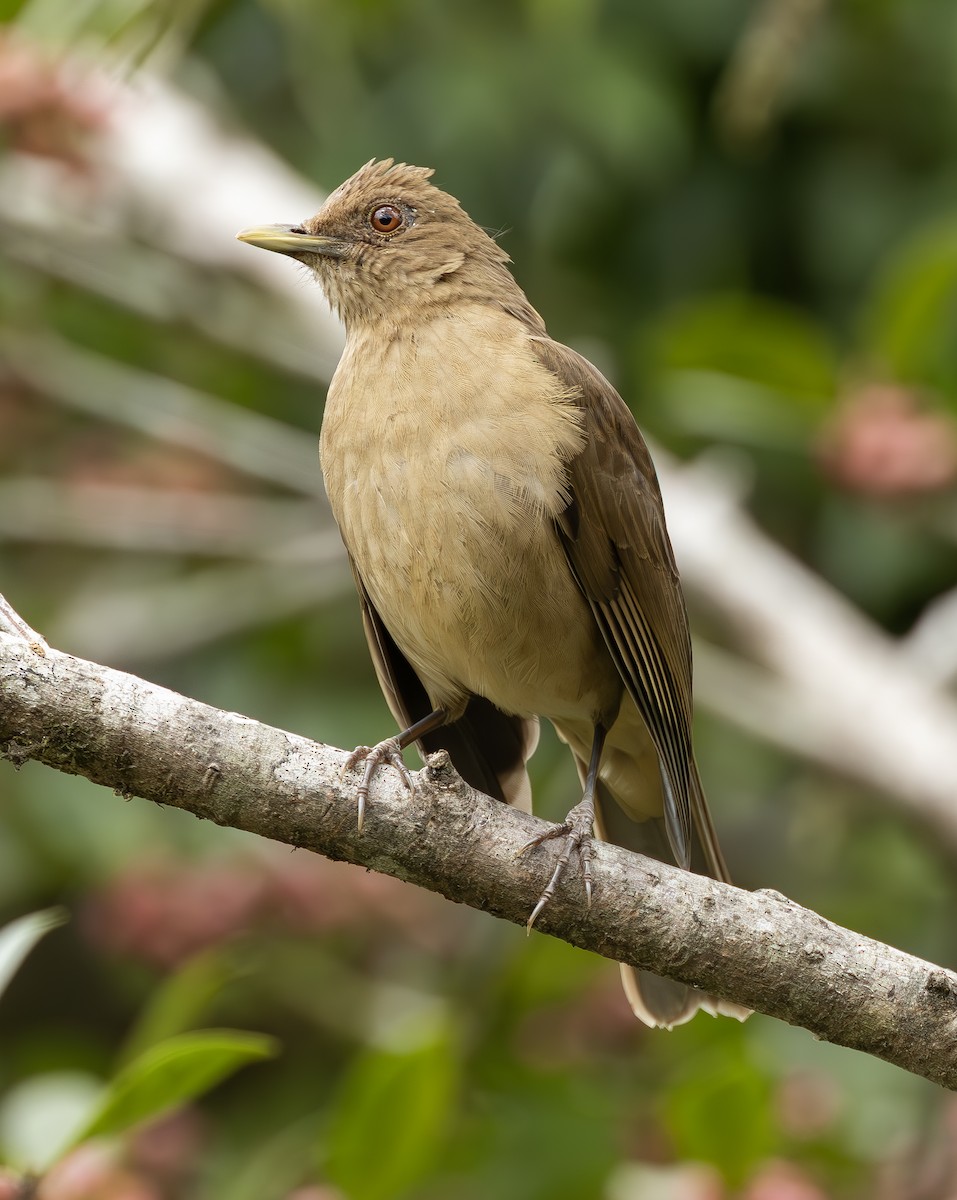 Clay-colored Thrush - ML625475828