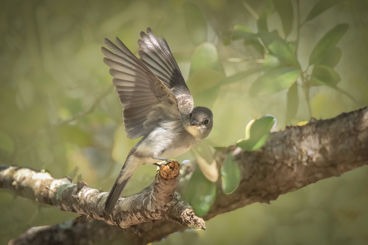 Eastern Wood-Pewee - ML625475839