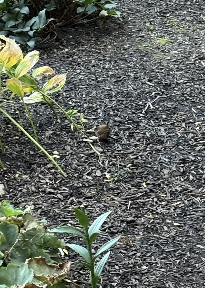 Winter Wren - ML625476028