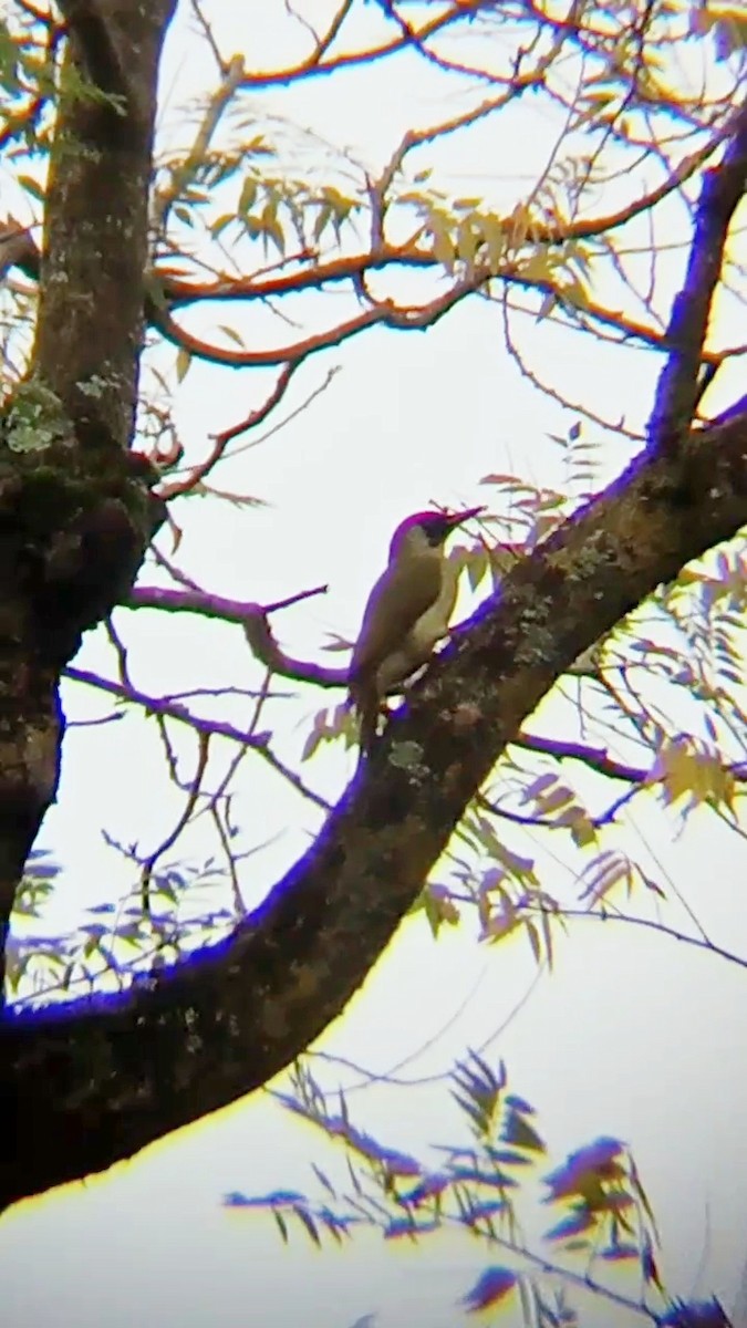 Eurasian Green Woodpecker - Laurent Pascual-Le Tallec