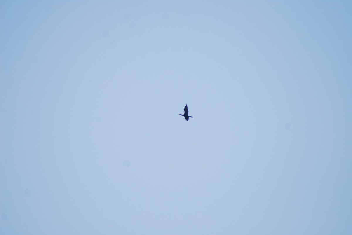 Little Black Cormorant - ML625476554