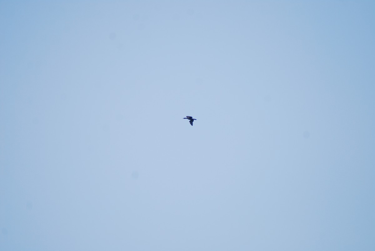 Little Black Cormorant - ML625476555