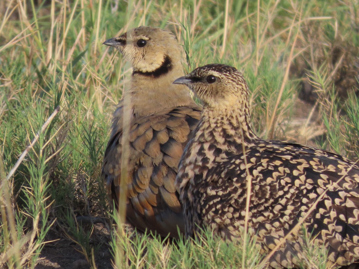 Yellow-throated Sandgrouse - ML625476596