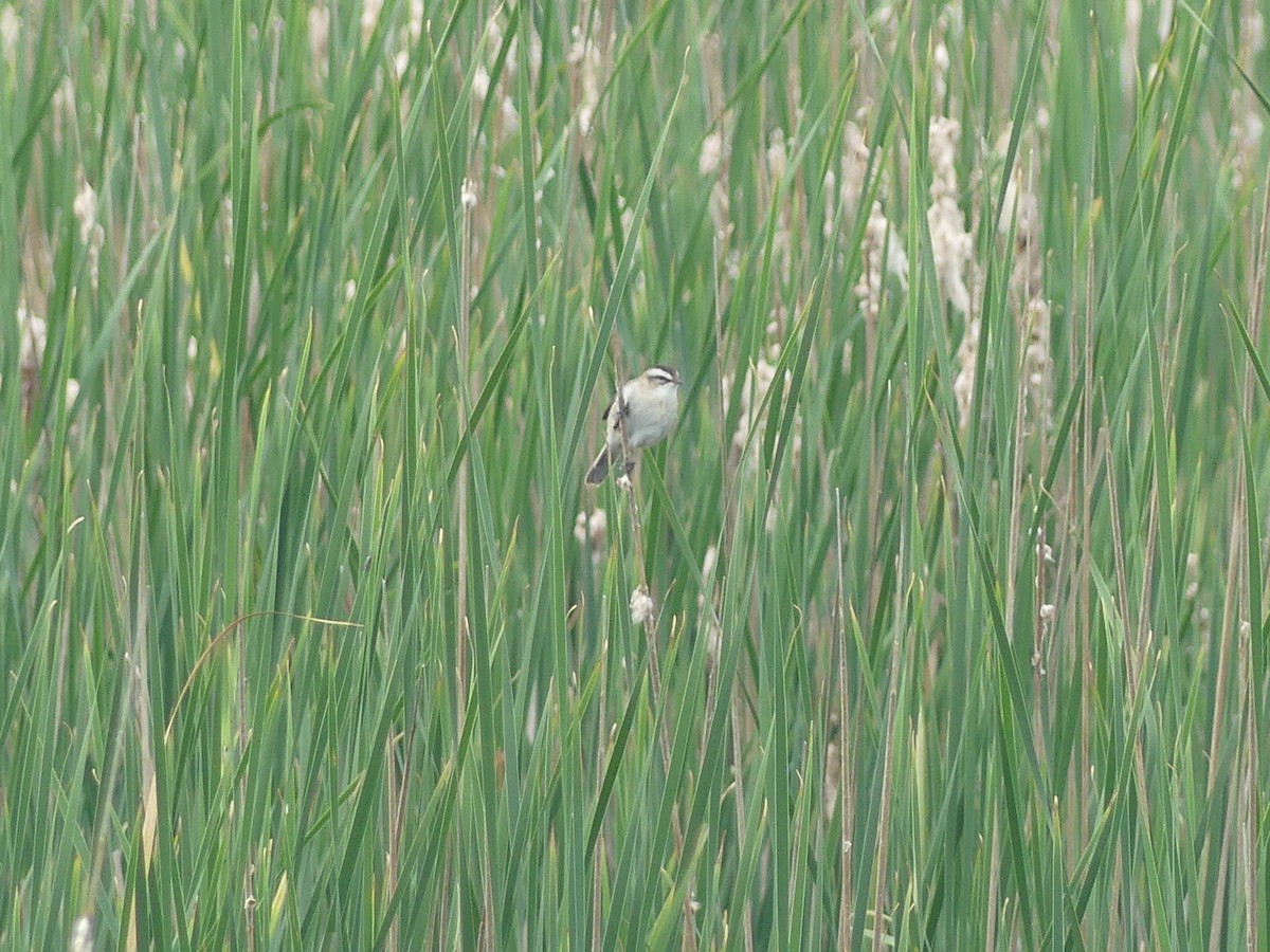 Moustached Warbler - ML625476794