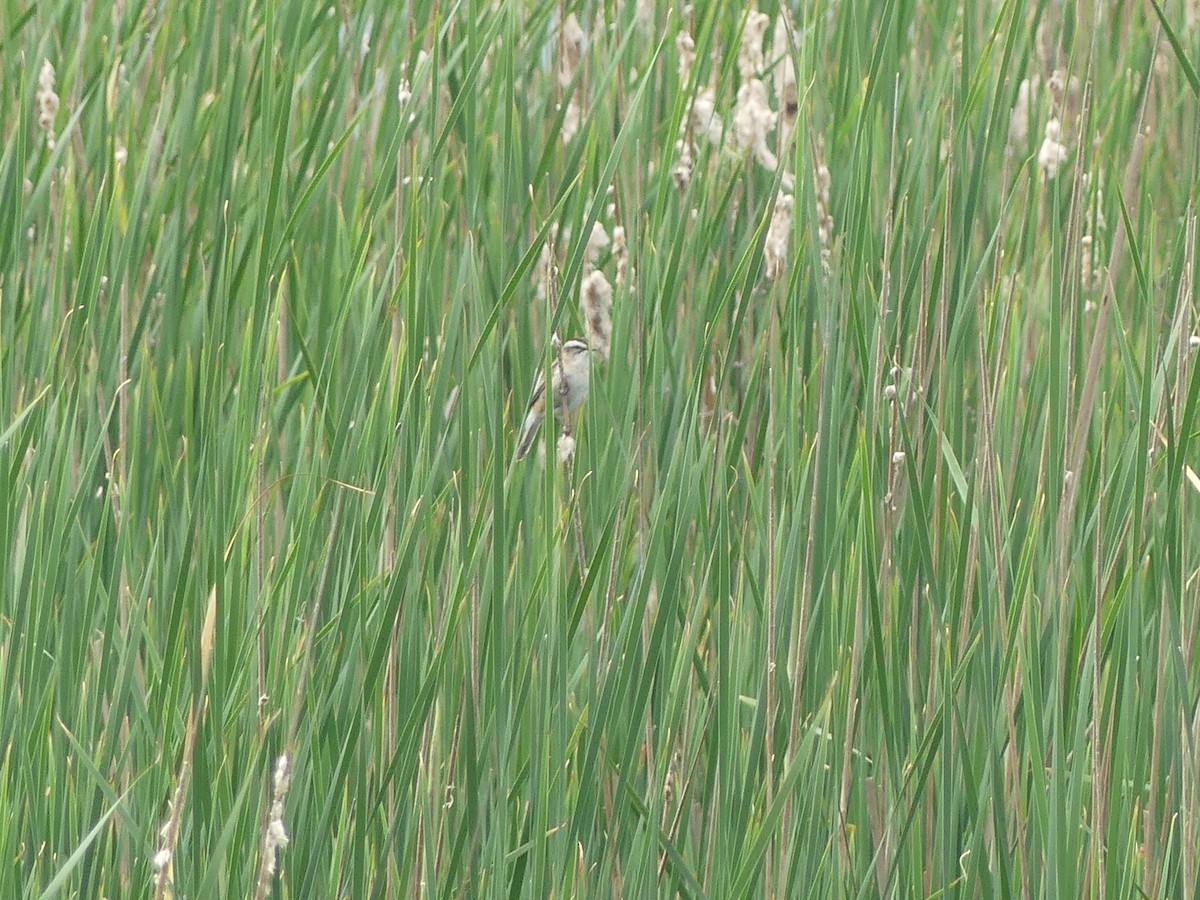 Moustached Warbler - ML625476800