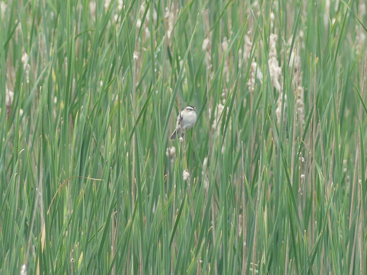 Moustached Warbler - ML625476803