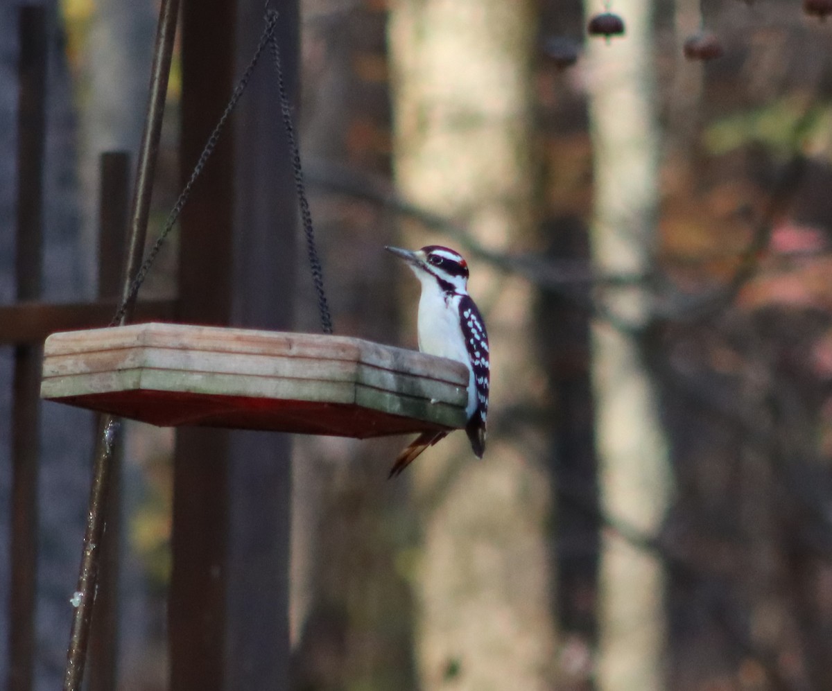 Hairy Woodpecker (Eastern) - ML625476804