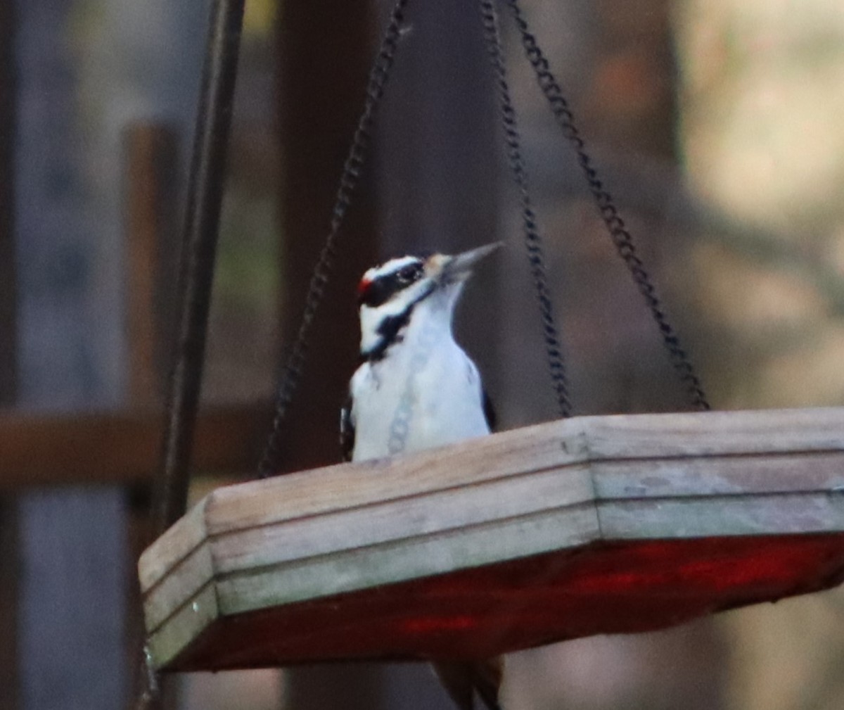 Hairy Woodpecker (Eastern) - ML625476823